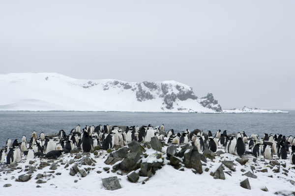 chinstrap penguins pygoscelis antarcticus