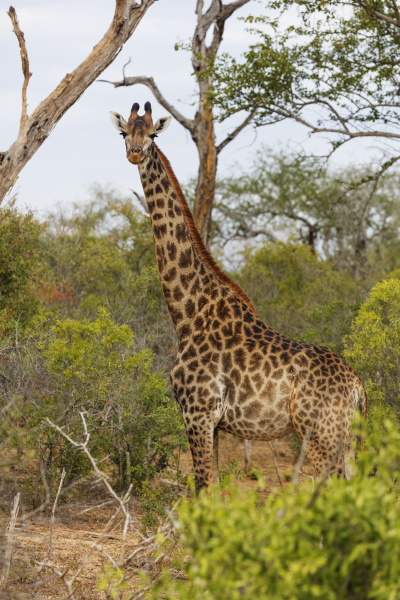giraffe giraffa camelopardalis mkhaya