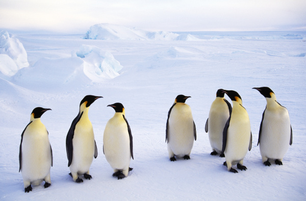 kaiserpinguine aptenodytes forsteri weddellmeer antarktis
