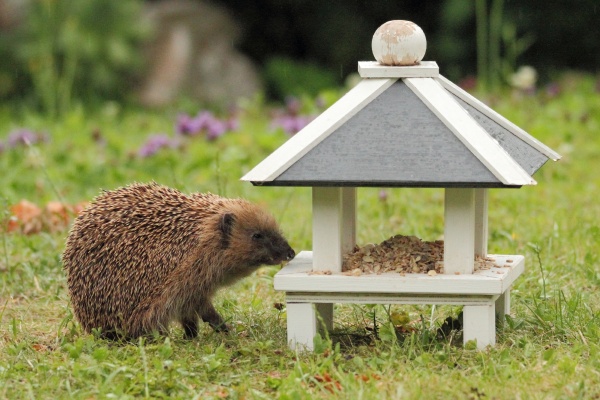 a hedgehog as visitor of the
