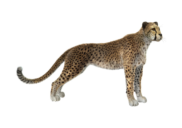 3d rendering cheetah auf weiss