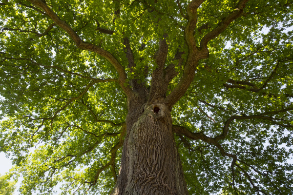 deutschland bayern unterfranken pedunculate oak quercus