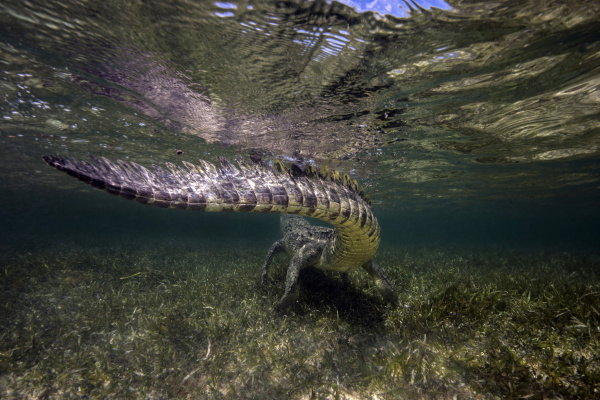 mexiko amerikanisches krokodil unter wasser