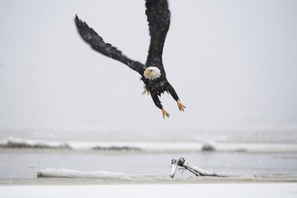 ein weisskopfseeadler haliaeetus leucocephalus