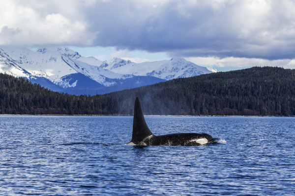 ein orca wal oder killerwal