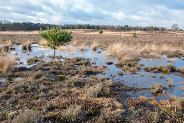 sumpf auf der heide in elspeet