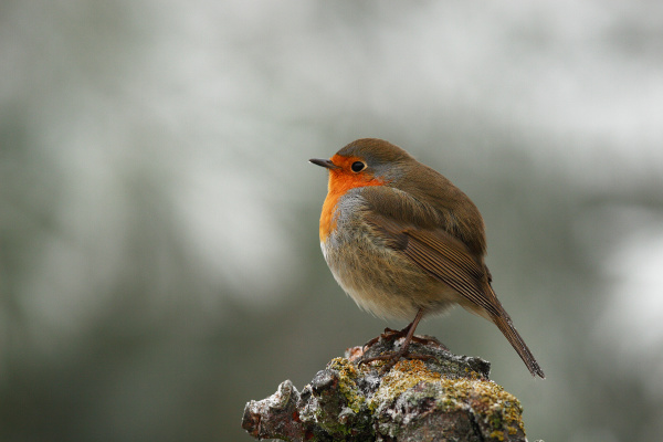 rotkehlchen erithacus rubecula