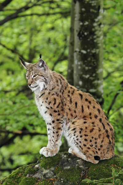 eurasischer luchs lynx lynx