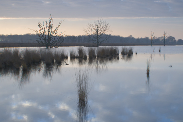 im hollandischen hochmoorreservat bargerveen