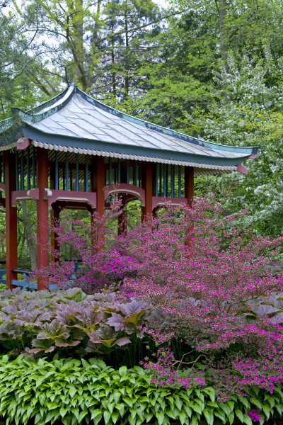 chinesischer pavillon umgeben von bluhenden rhododrendren