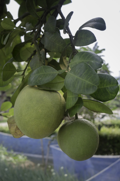 pomelo frucht auf baum citrus maxima