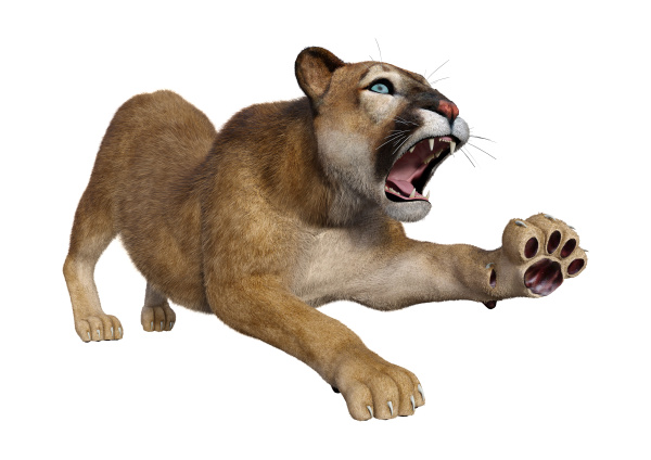 puma large cat