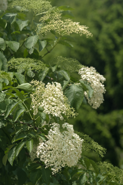 Blütenstand des Schwarzen Holunder Sambucus nigra - Lizenzfreies Foto ...