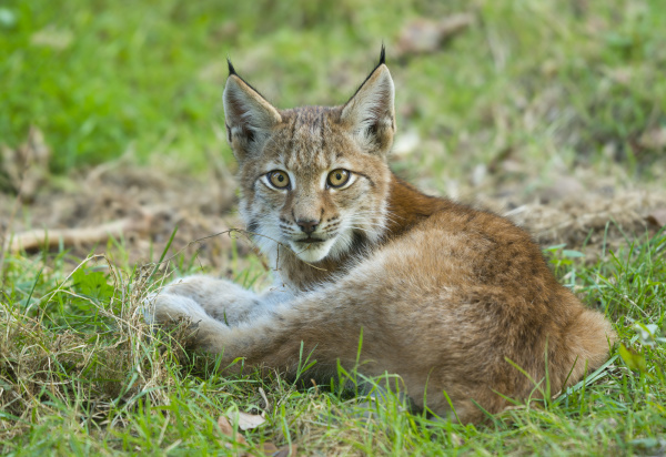 junger luchs lynx lynx