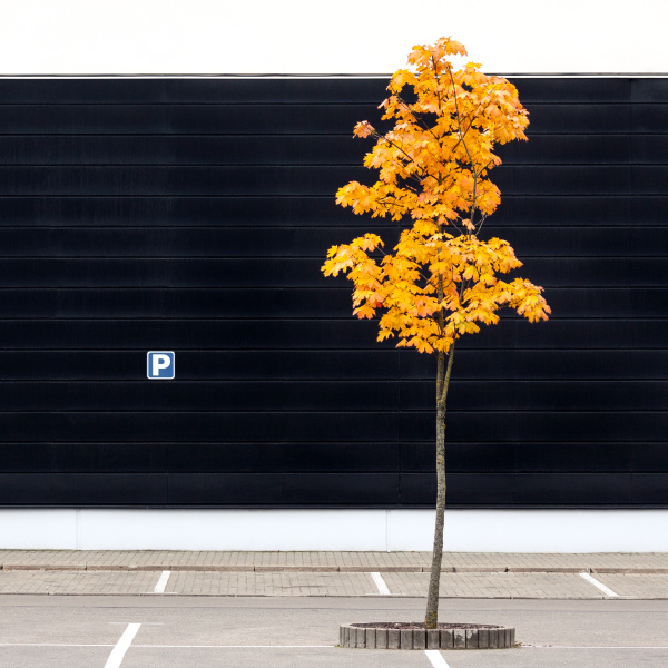 leerer parkplatz mit einsamem jungen ahornbaum