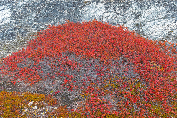 tundra pflanzen in herbstfarben in der
