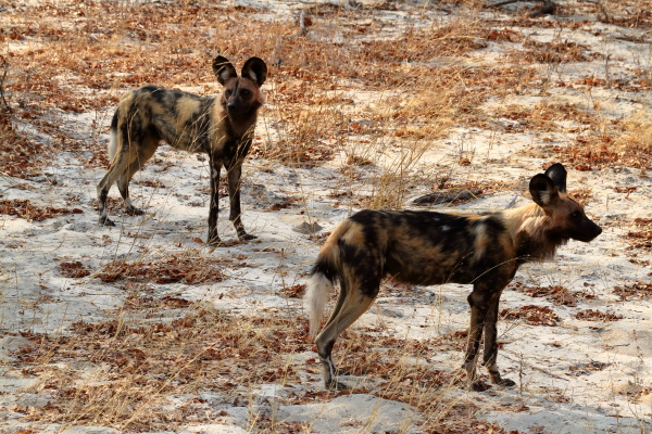 afrikanische wildhunde in der savanne simbabwes