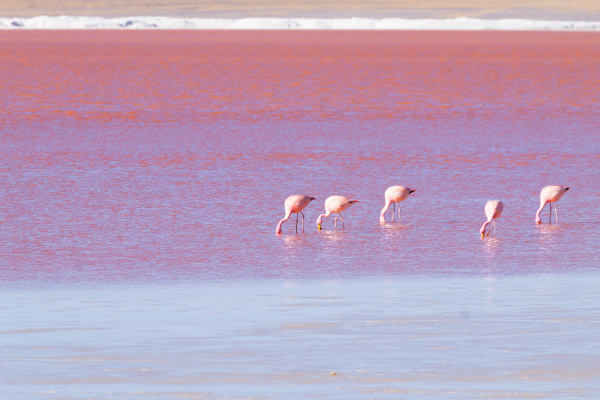 laguna colorada flamingos bolivien