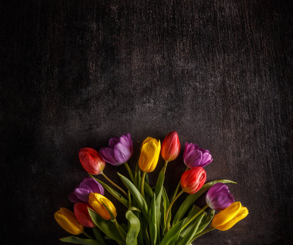 bunte tulpen