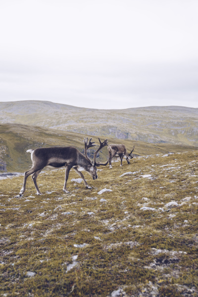 zwei rentiere grasen am nordkap norwegen