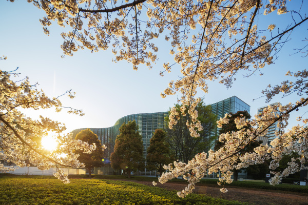 fruehling kirschblueten the national art center