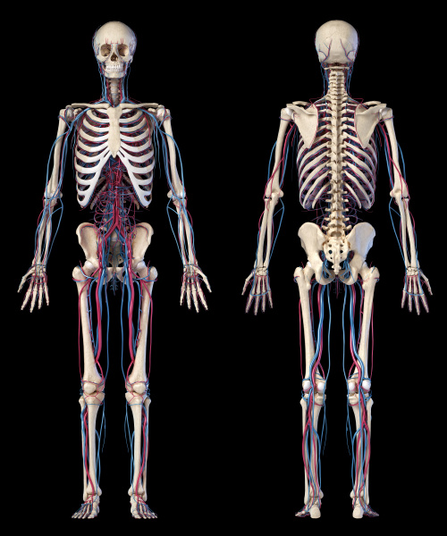 Anatomie Des Menschlichen Körpers Skelett Mit Venen Lizenzfreies Foto 27286748 Bildagentur