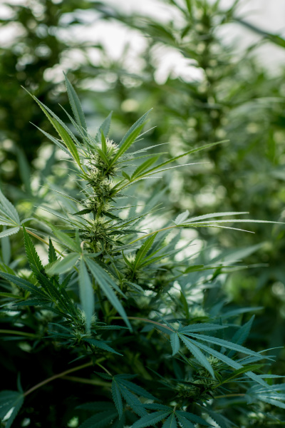 nahaufnahme von gruenem marihuana cannabispflanzen