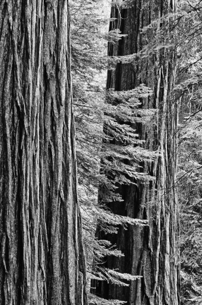 usa kalifornien yosemite nationalpark sequoia