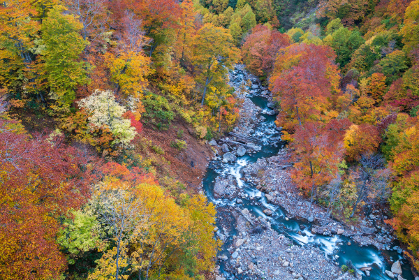 aerial autumn forest river japan
