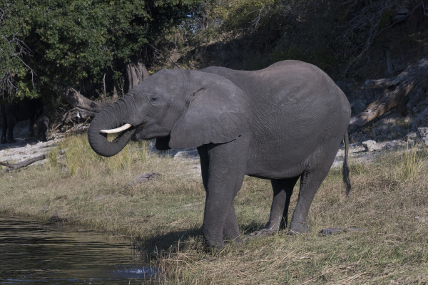 botswana afrika afrikanischer elefant trinkt