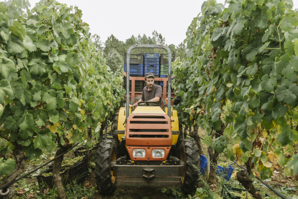 traktor mit geernteten trauben im weinberg