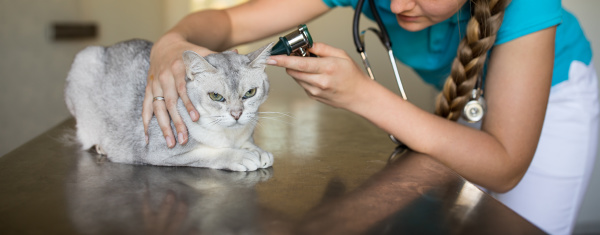 kranke katze wird von einem tierarzt