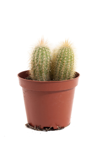 winziger kaktus auf einer vase