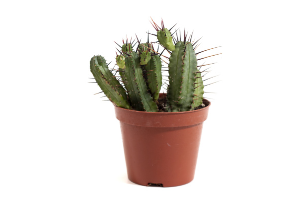 winziger kaktus auf einer vase