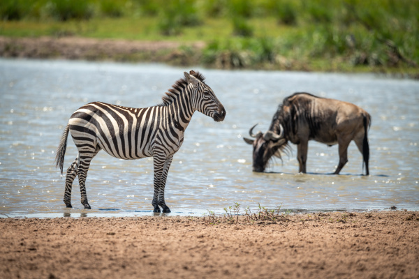 plains zebra steht in untiefen in
