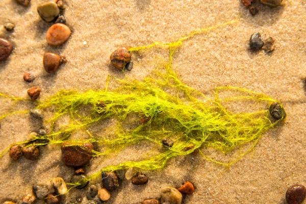 seesalat alge an einem strand der