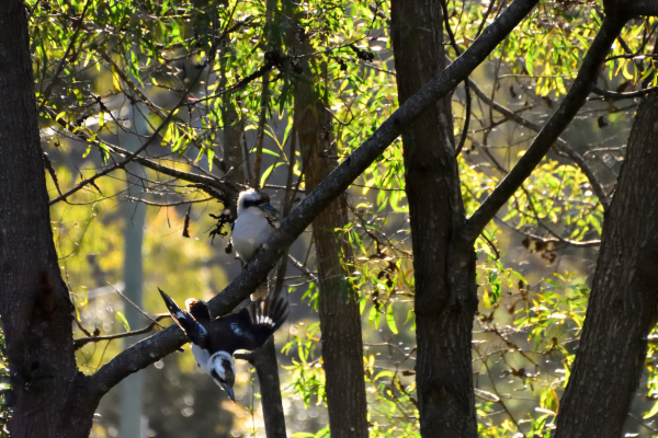 zwei wilde kookaburras einer sitzt in