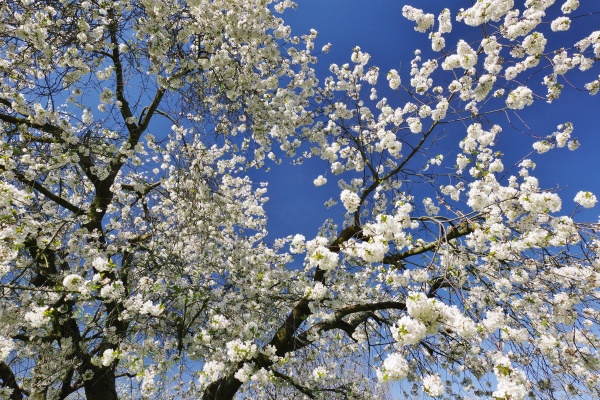 fruehling in bielefeld kirschbluetenbaum ostwestfalen nordrhein