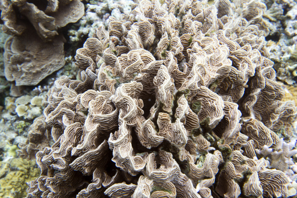 das korallenriff der togianinseln