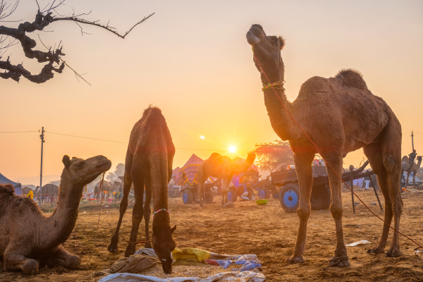 pushkar mela kamel messe festival im