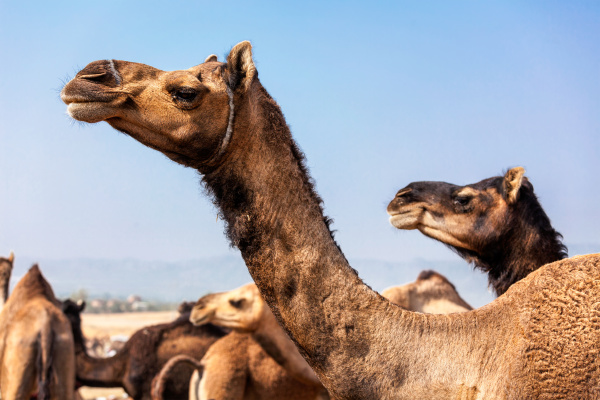 kamele auf der pushkar mela camel