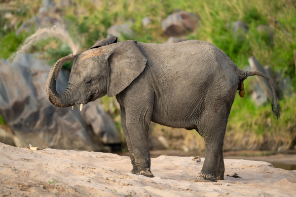 afrikanischer elefant beim sandbad am flussufer