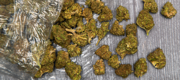 knospen von medizinischem marihuana in clear