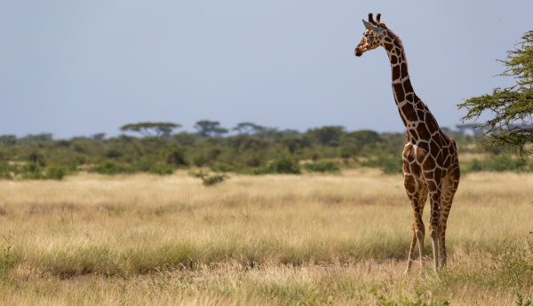 giraffen in der savanne kenias mit