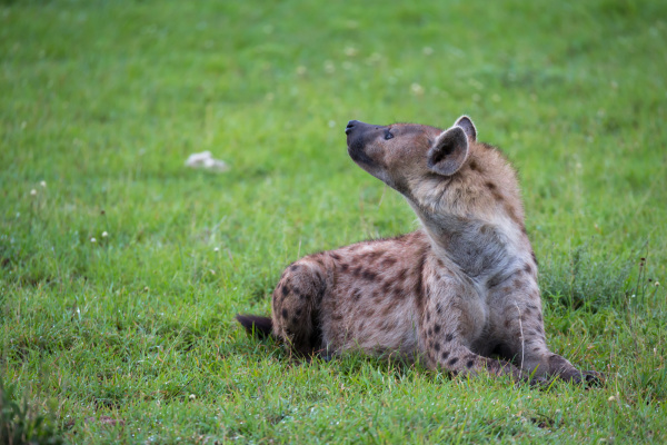 die hyaene liegt im gras in