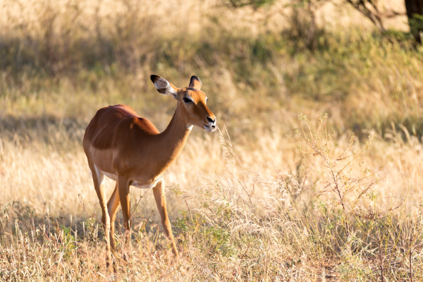 portraet einer impala antilope in der