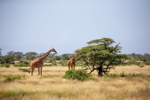 zwei somalia giraffen essen die blaetter