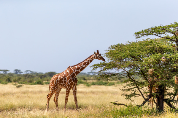 somalia giraffen essen die blaetter von