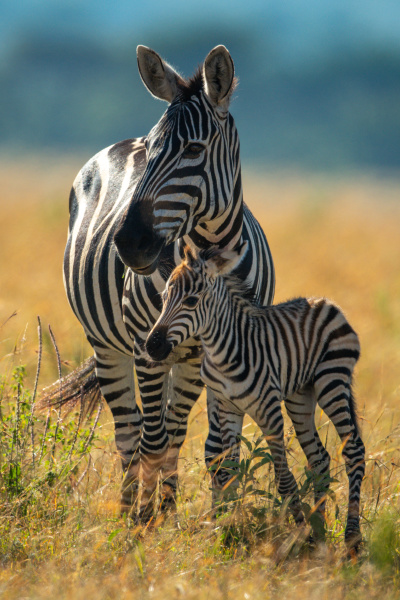 plains zebrastaender mit fohlenaugkamera