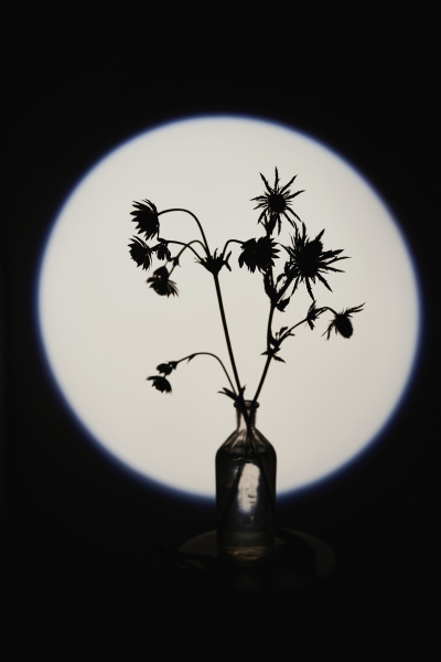 silhouette stachelige pflanze in glas flasche
